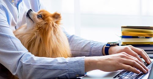 Animaux Au Travail Une Tendance En Plein Essor G Nie Inc