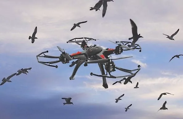 Les méthodes de navigation magnétique des oiseaux pourraient aider la conception de drones